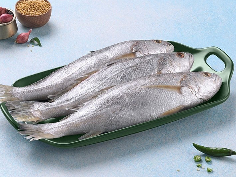 Silver Croaker  Silver Poa Fish01
